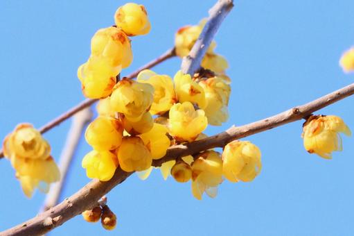 青梅吉野梅郷の蝋梅　１ 梅,蝋梅,黄色の写真素材