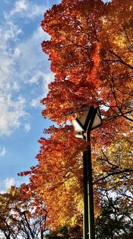 紅葉が美しい秋の公園 秋,もみじ,秋風景の写真素材