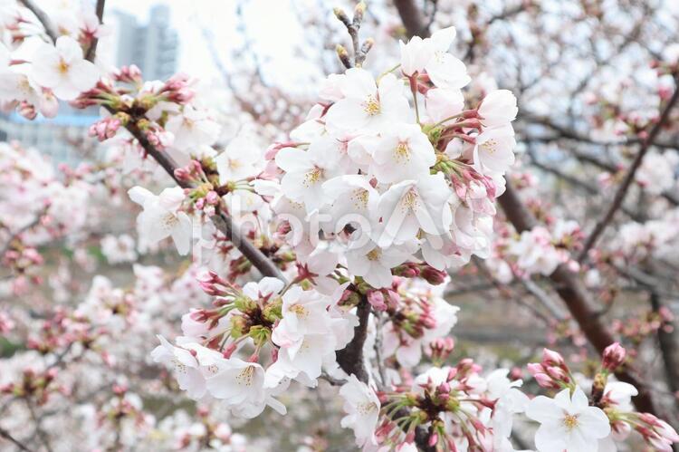川沿いの桜 桜,サクラ,さくらの写真素材