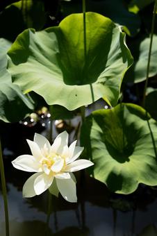蓮の花 蓮の花の写真