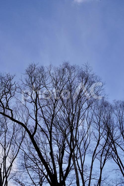 枯れ枝と青空 枯れ枝,枯れ木,冬の写真素材