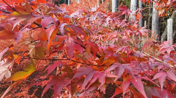紅葉したもみじ 紅葉,もみじ,赤の写真素材
