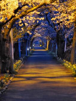 Cherry blossom trees, cerisier, arbres à fleurs de cerisiers, la nuit, JPG