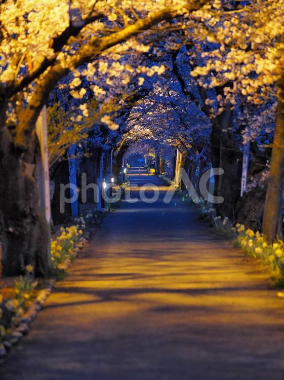 桜並木 桜,桜並木,夜の写真素材