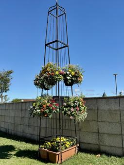 秋の武生中央公園 色鮮やか,菊,ガーベラの写真素材