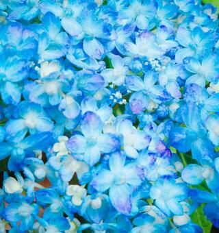 あじさいの写真