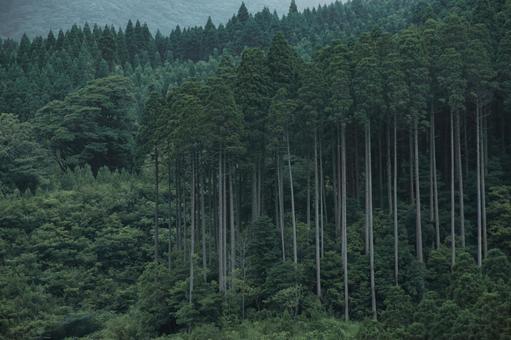 木々 木々の写真