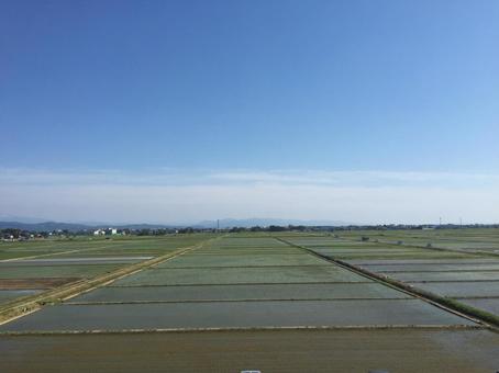 新潟の水田風景 新潟の水田風景の写真