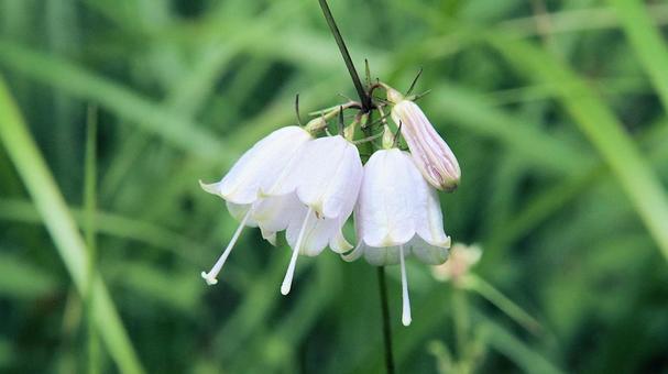 ツリガネニンジンの花 ツリガネニンジンの花の写真