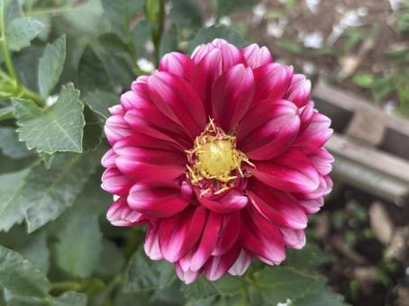 ダリア ダリア ダリア,花,フラワーの写真素材