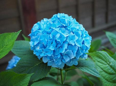 水色あじさい 水色あじさいの写真