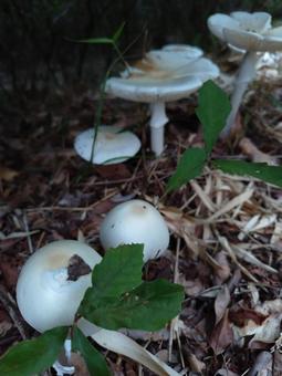 キノコの森 キノコの森 キノコの森,キノコ,キノコの群れの写真素材