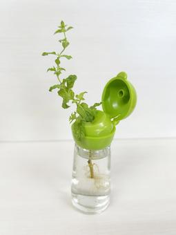 調味料容器でミント栽培 調味料容器でミント栽培の写真