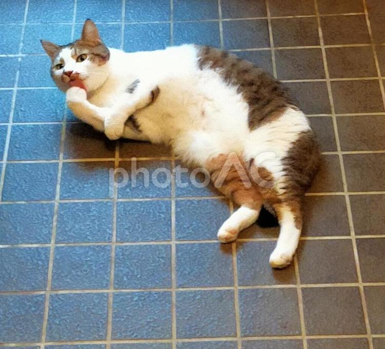 玄関のタイルの上に横たわる猫 猫,猫画像,ねこの写真素材