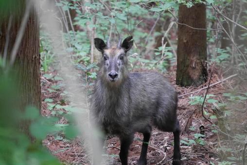 ニホンカモシカの写真