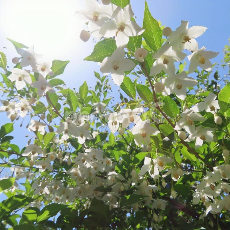 エゴノキ（エゴの木） エゴノキ,エゴの木,花の写真素材