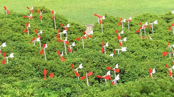 小風車の花畑 風車,プロペラ,小風車の写真素材