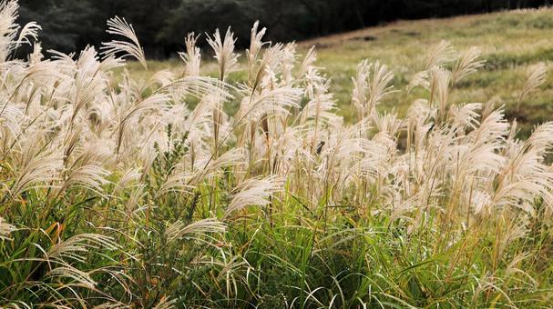 稲取細野高原のすすき野原　23 稲取細野高原,ススキ,秋の写真素材