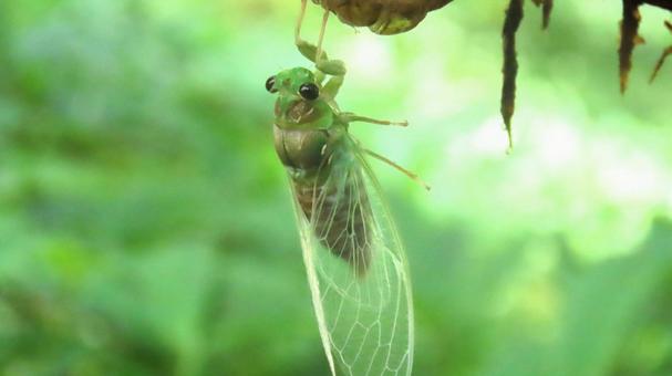 セミ セミの写真