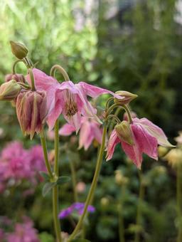 オダマキの花 7の写真