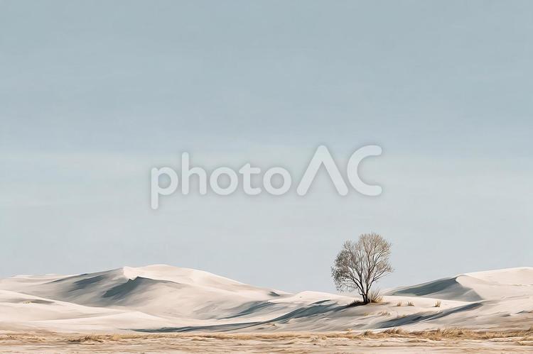 砂漠のオアシス：生命を感じさせる一本の木 砂漠,樹木,木の写真素材