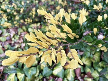 ハマヒサカキのアップ ハマヒサカキ,アップ,色鮮やかの写真素材