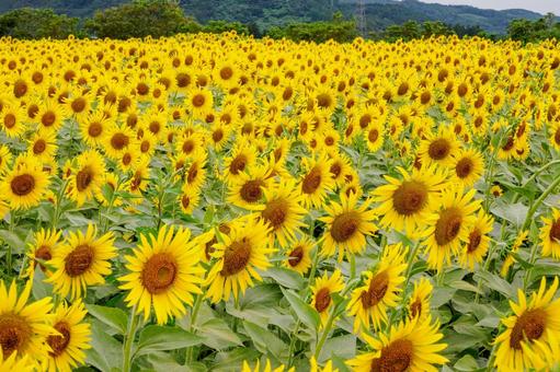 阿武隈川のヒマワリ畑⑿ 阿武隈川のヒマワリ畑⑿の写真