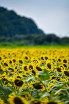 ひまわり ひまわりの写真