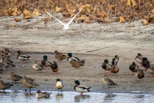 カモの群れ⑾の写真