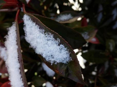 雪の結晶が見えるよ 冬,冬の風景,雪の写真素材