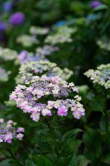 満開のアジサイ 満開のアジサイ あじさい,紫陽花,梅雨の写真素材