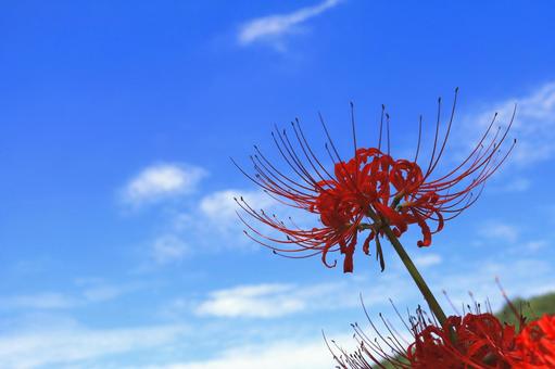 彼岸花-2 彼岸花-2 ヒガンバナ,秋,青空の写真素材