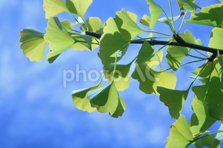 いちょうの葉 葉,自然,銀杏の写真素材