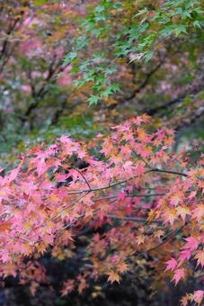 秋の風景 紅葉の赤と緑 秋の風景,紅葉,楓の写真素材