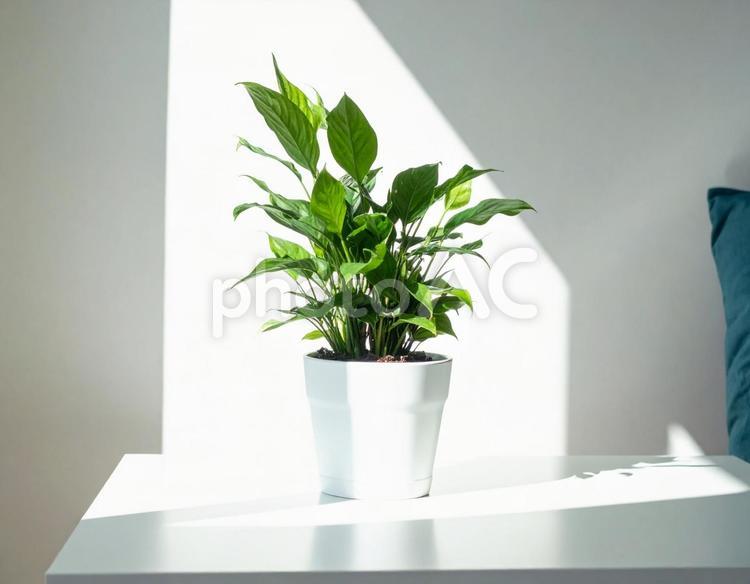 テーブルの上に置かれた鉢植え 1 観葉植物,鉢植え,植物の写真素材