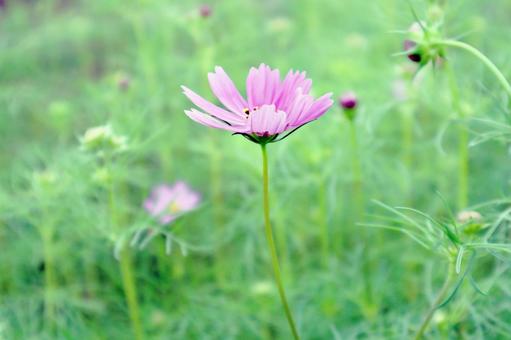 コスモス3 コスモス3の写真