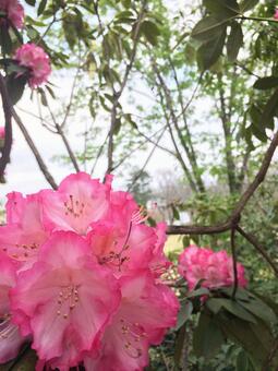 ピンク 花 ピンク 花の写真
