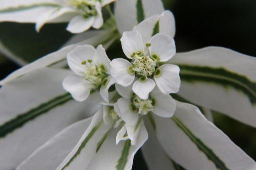 Photo, affiliation, close-up, white speckled leaves, 