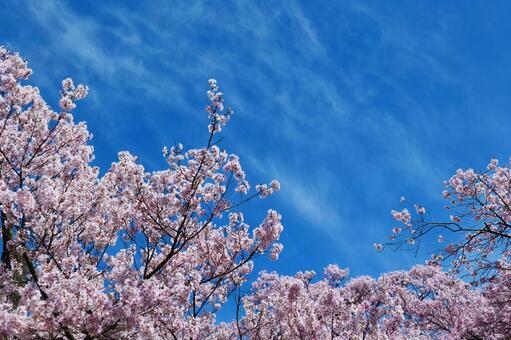 高遠城址公園の桜。 さくら,桜,タカトオコヒガンザクラの写真素材