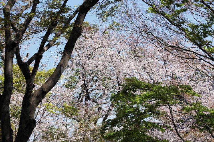 桜の木を見上げる 桜,花,春の写真素材