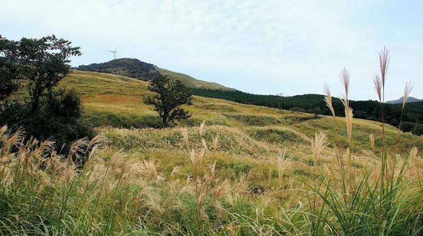 稲取細野高原のすすき野原　22 稲取細野高原,ススキ,秋の写真素材