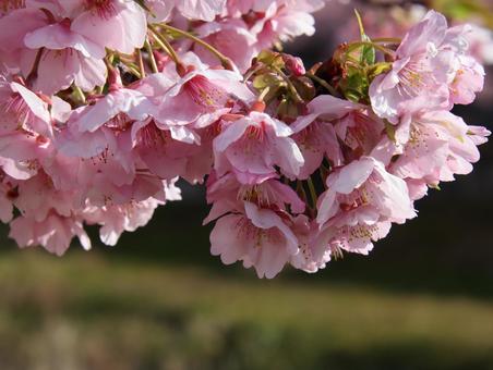 濃いピンク色の河津桜。 濃いピンク色の河津桜。 河津桜,ピンク色,接写の写真素材