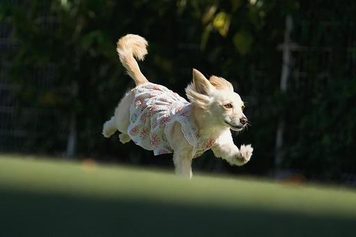 Photo, dog, mixed dog, run, 