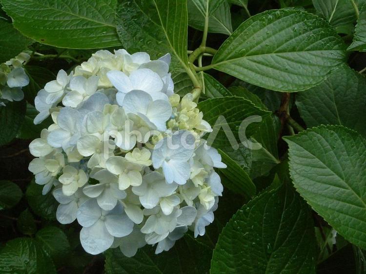 白いアジサイの花 あじさい,アジサイ,紫陽花の写真素材