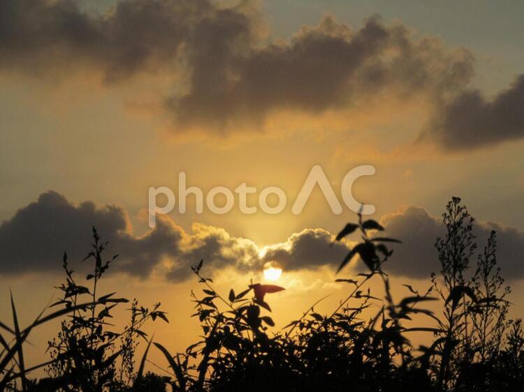 夕日と植物 夕日,太陽,夕空の写真素材