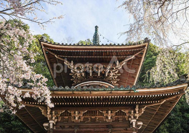 桜の如意輪寺② 如意輪寺,奈良県,吉野郡の写真素材