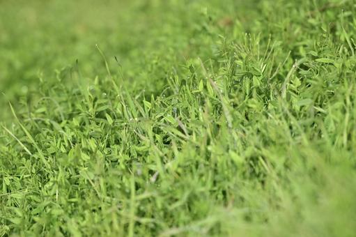 朝露に濡れる草むら 自然,風景,コピースペースの写真素材