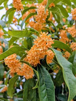 金木犀の花の写真