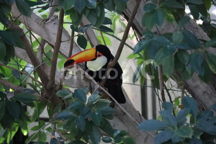 樹の上で休むオニオオハシ オニオオハシ,オオハシ,鳥の写真素材