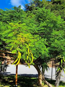 ホウオウボクの実 ホウオウボクの実 ホウオウボク,マメ科,植物の写真素材